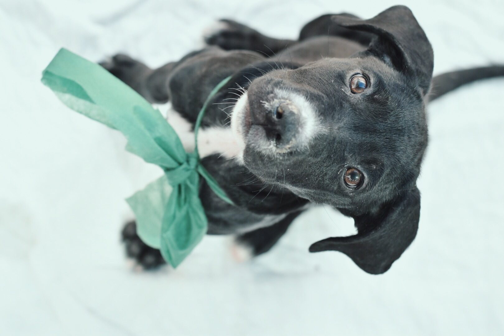 perrito mirando la camara