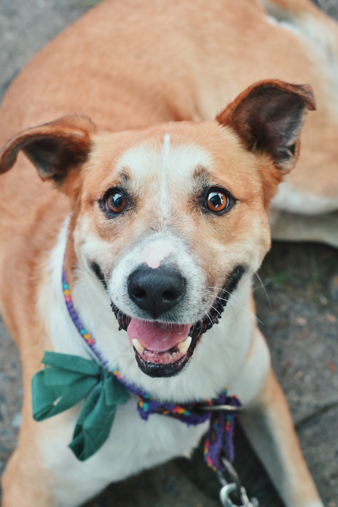 perrito mirando la camara