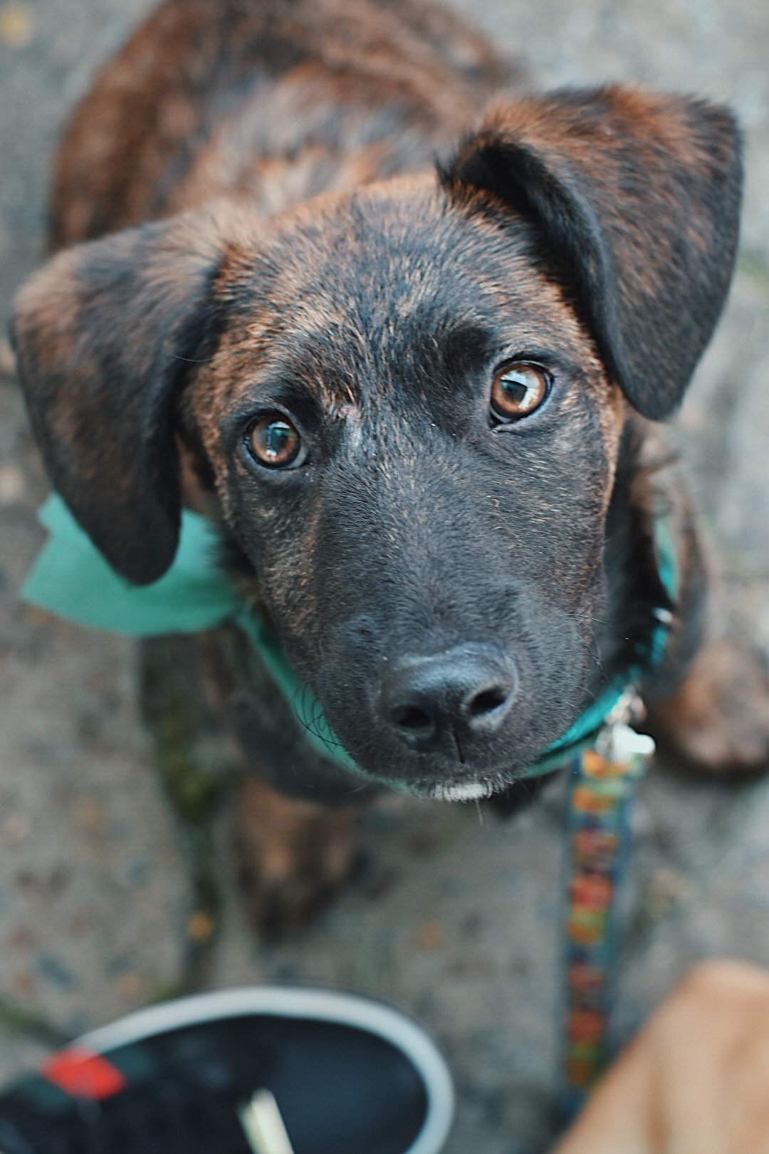 perrito mirando la camara