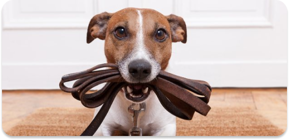 foto perro apadriná