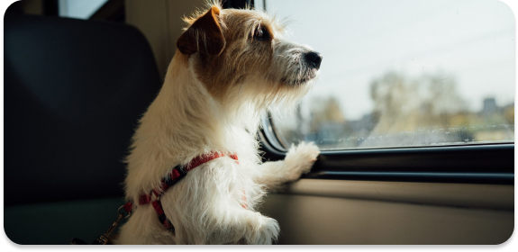 foto perro transitá