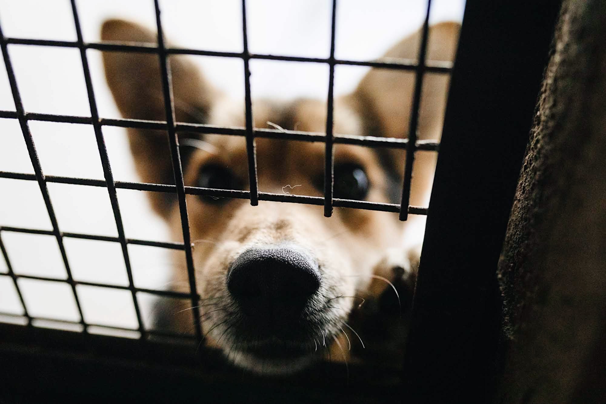 la cara de un perrito atras de rejas
